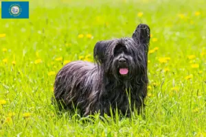 Read more about the article Skye Terrier Breeders and Puppies in South Dakota