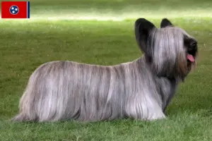 Read more about the article Skye Terrier breeders and puppies in Tennessee