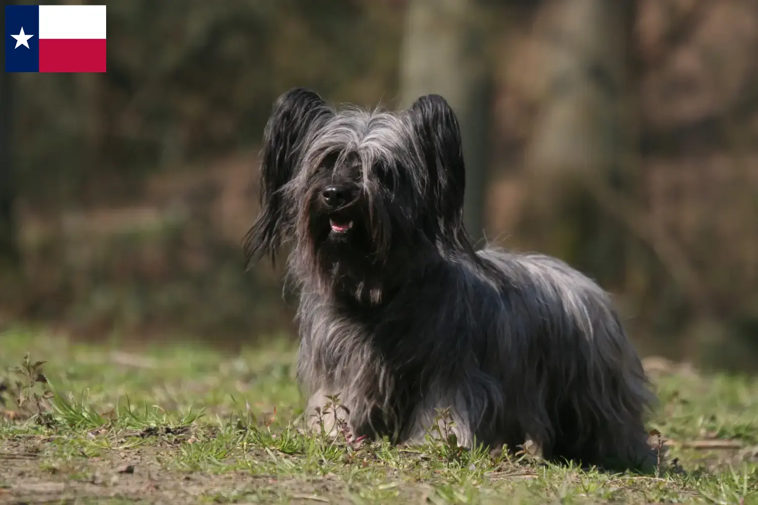 Read more about the article Skye Terrier breeders and puppies in Texas