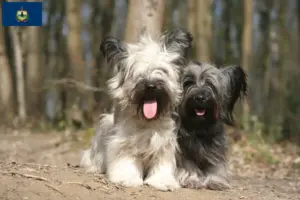 Read more about the article Skye Terrier breeders and puppies in Vermont