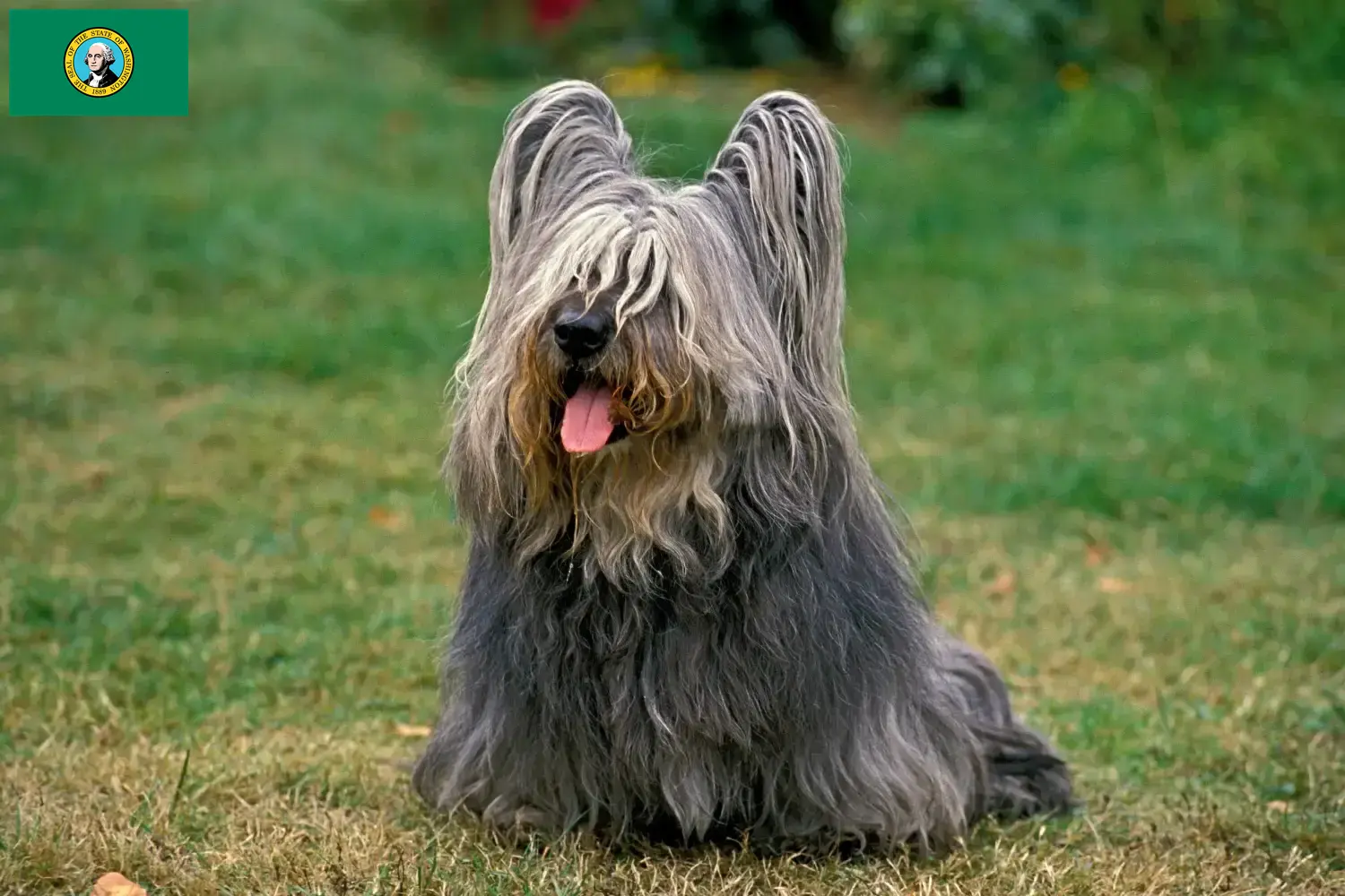 Read more about the article Skye Terrier breeders and puppies in Washington