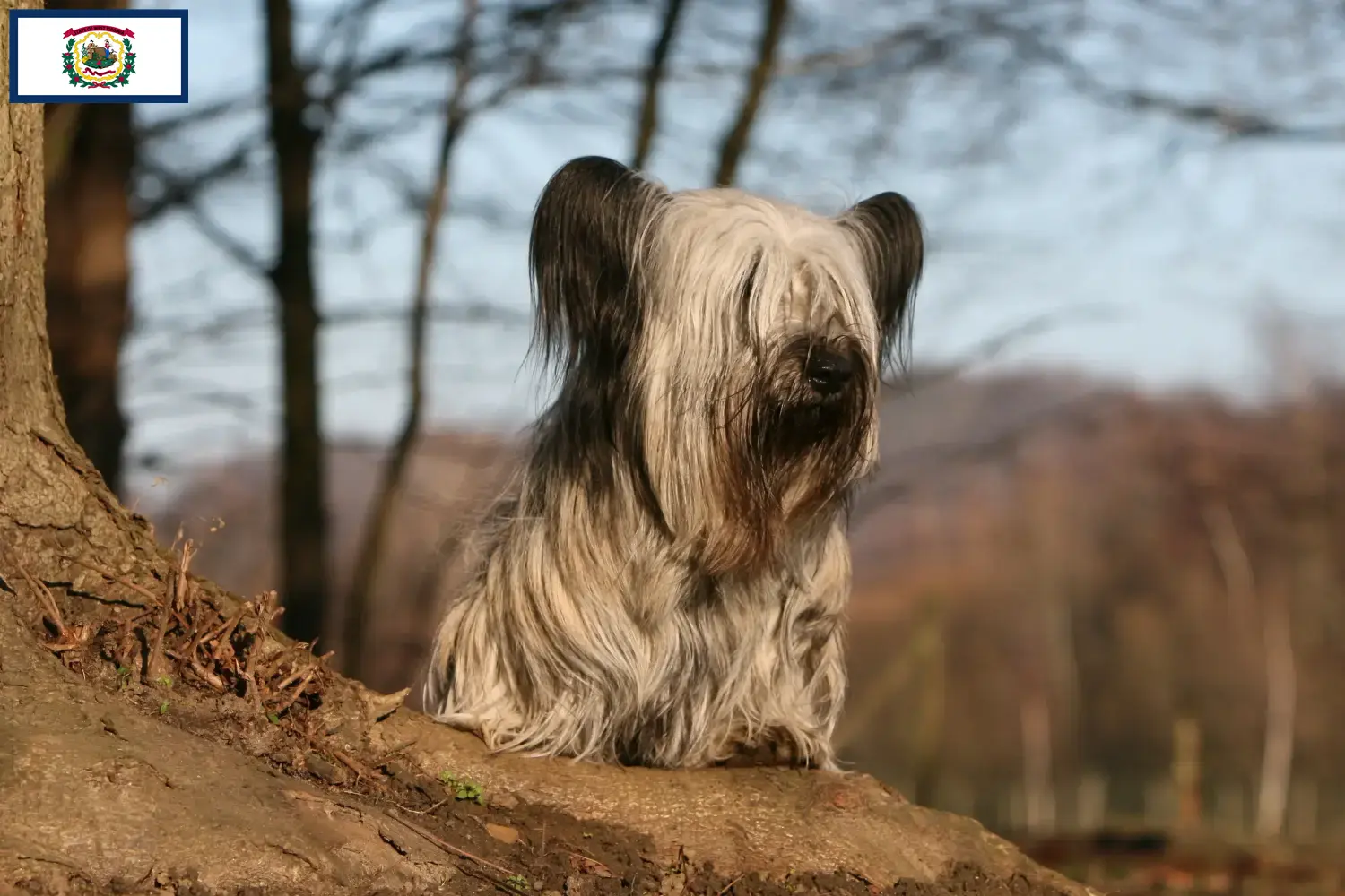 Read more about the article Skye Terrier breeders and puppies in West Virginia