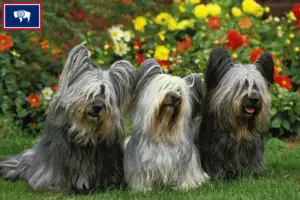 Read more about the article Skye Terrier breeders and puppies in Wyoming