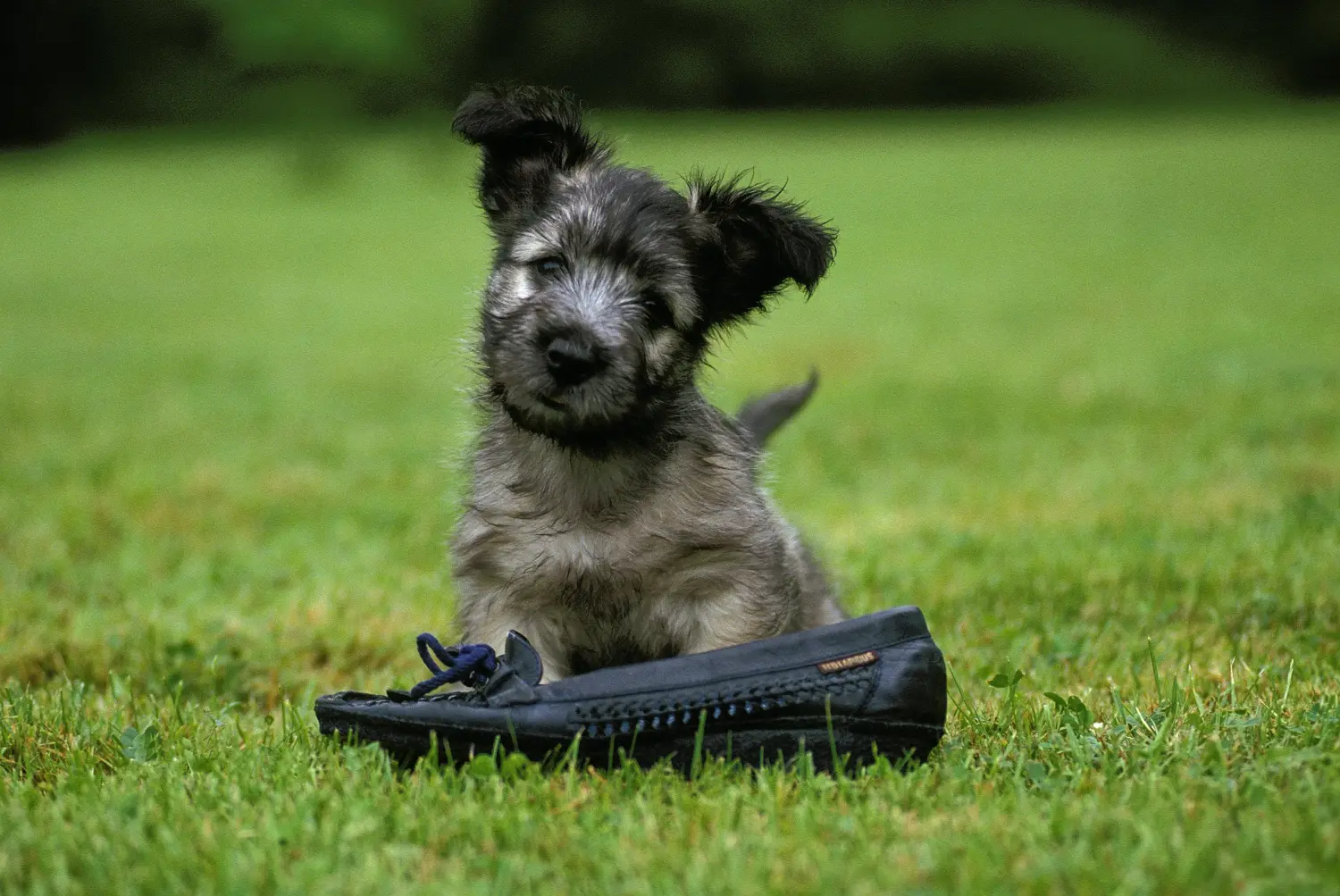 Buying a Skye Terrier puppy means taking responsibility! Buy Skye Terrier puppies.