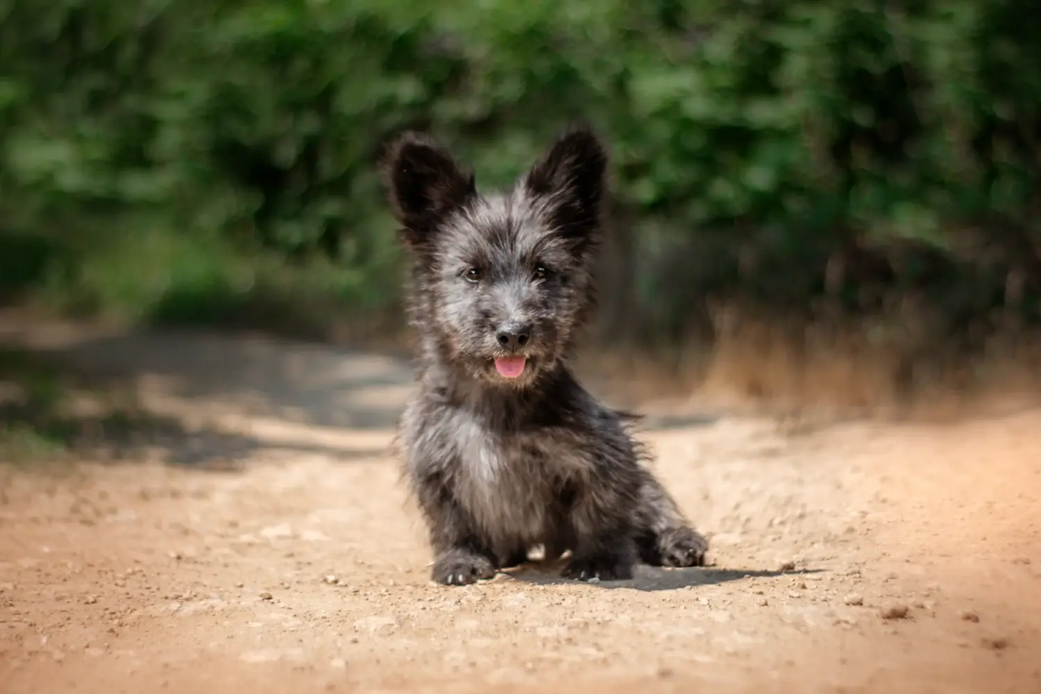 Buying a Skye Terrier puppy means taking responsibility! Buy Skye Terrier puppies.
