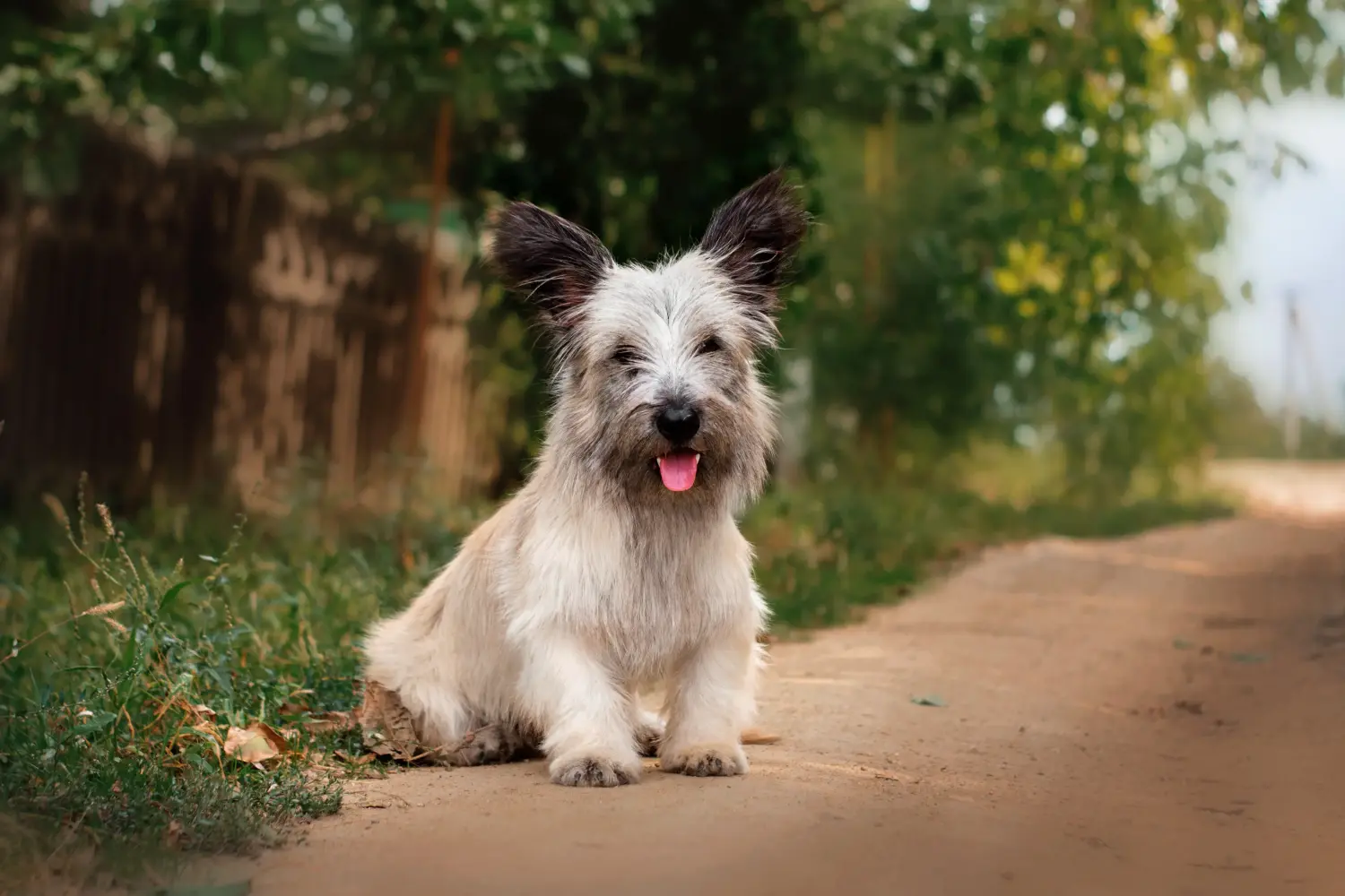 Buying a Skye Terrier puppy means taking responsibility! Buy Skye Terrier puppies.