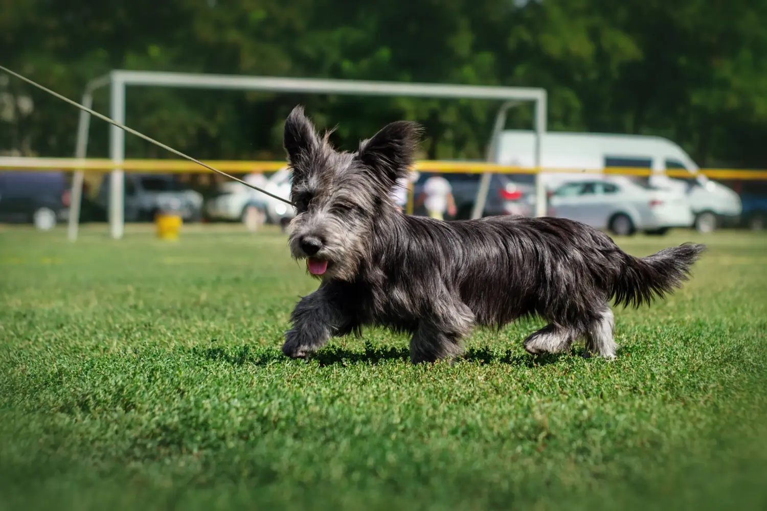 Buying a Skye Terrier puppy means taking responsibility! Buy Skye Terrier puppies.