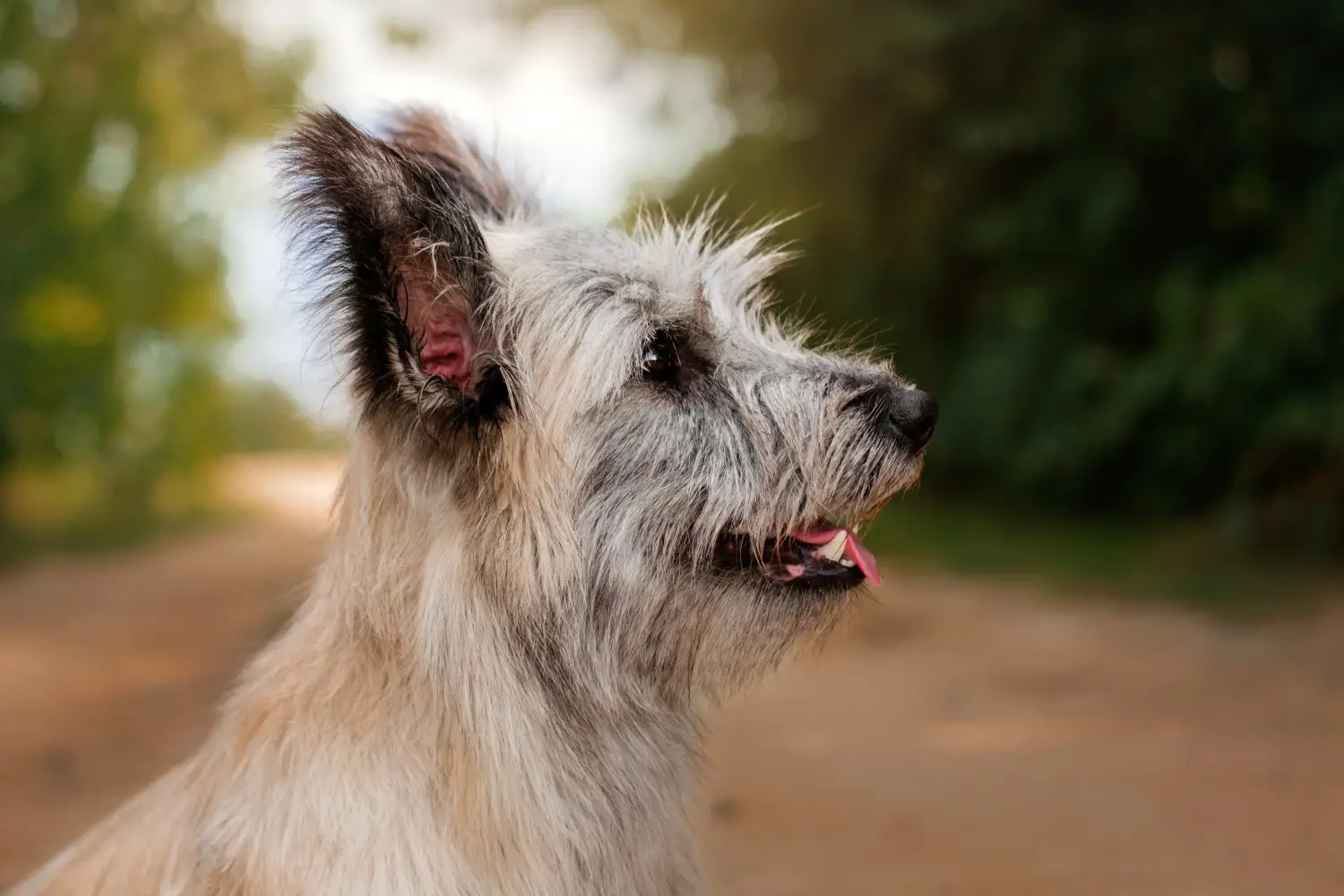 Buying a Skye Terrier puppy means taking responsibility! Buy Skye Terrier puppies.