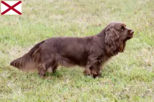 Read more about the article Sussex spaniel breeders and puppies in Alabama