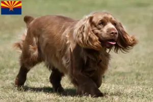 Read more about the article Sussex spaniel breeders and puppies in Arizona