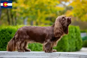 Read more about the article Sussex spaniel breeders and puppies in Colorado