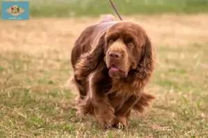 Read more about the article Sussex spaniel breeders and puppies in Delaware