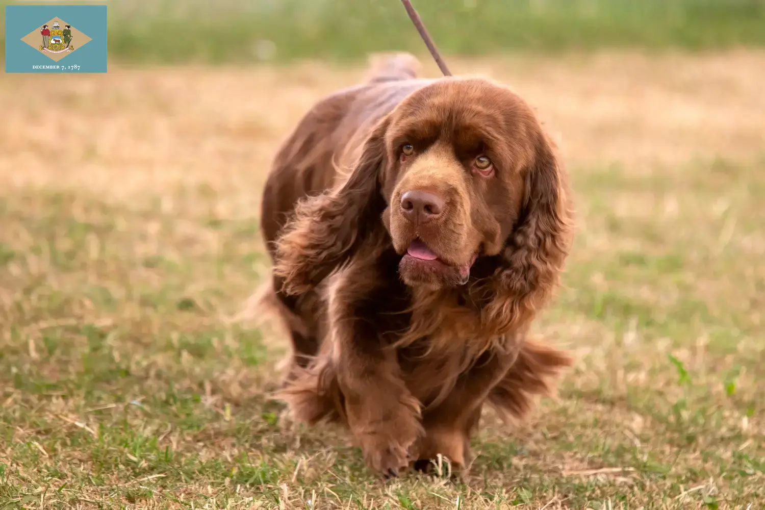 Read more about the article Sussex spaniel breeders and puppies in Delaware