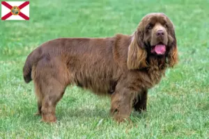 Read more about the article Sussex spaniel breeders and puppies in Florida