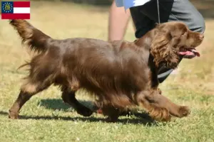 Read more about the article Sussex Spaniel breeders and puppies in Georgia