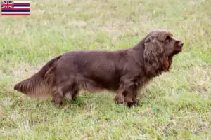 Read more about the article Sussex spaniel breeders and puppies in Hawaii
