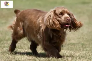 Read more about the article Sussex spaniel breeders and puppies in Illinois