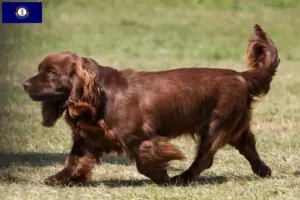 Read more about the article Sussex spaniel breeders and puppies in Kentucky
