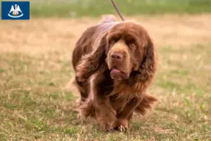 Read more about the article Sussex spaniel breeders and puppies in Louisiana