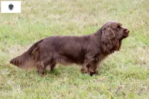 Read more about the article Sussex spaniel breeders and puppies in Massachusetts