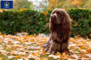 Read more about the article Sussex spaniel breeders and puppies in Michigan