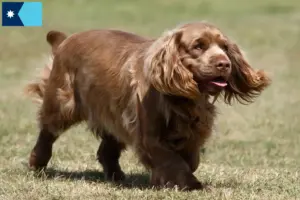 Read more about the article Sussex spaniel breeders and puppies in Minnesota