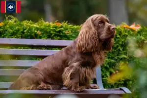 Read more about the article Sussex spaniel breeders and puppies in Mississippi