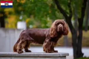 Read more about the article Sussex spaniel breeders and puppies in Missouri