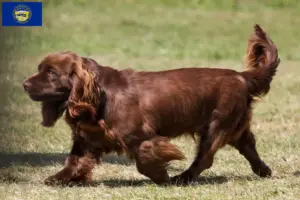 Read more about the article Sussex spaniel breeders and puppies in Nebraska