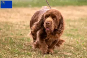Read more about the article Sussex Spaniel breeders and puppies in Nevada