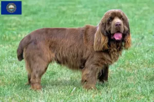 Read more about the article Sussex spaniel breeders and puppies in New Hampshire