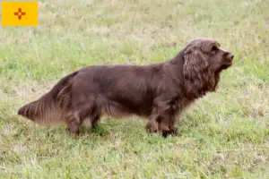 Read more about the article Sussex spaniel breeders and puppies in New Mexico