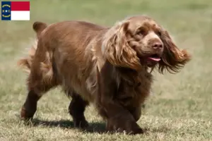 Read more about the article Sussex spaniel breeders and puppies in North Carolina