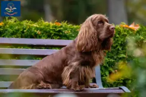 Read more about the article Sussex spaniel breeders and puppies in North Dakota