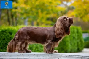 Read more about the article Sussex spaniel breeders and puppies in Oklahoma