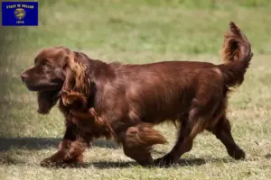 Read more about the article Sussex spaniel breeders and puppies in Oregon