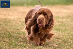 Read more about the article Sussex spaniel breeders and puppies in Pennsylvania