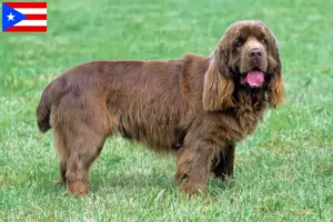 Read more about the article Sussex spaniel breeders and puppies in Puerto Rico