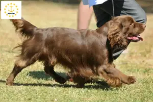 Read more about the article Sussex spaniel breeders and puppies in Rhode Island