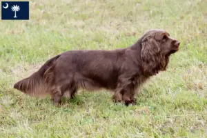 Read more about the article Sussex spaniel breeders and puppies in South Carolina