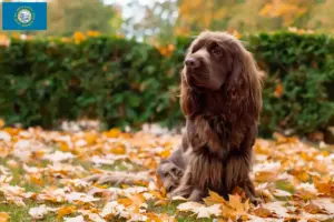Read more about the article Sussex spaniel breeders and puppies in South Dakota