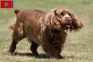 Read more about the article Sussex spaniel breeders and puppies in Tennessee
