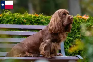 Read more about the article Sussex spaniel breeders and puppies in Texas