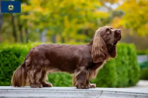 Read more about the article Sussex spaniel breeders and puppies in Vermont