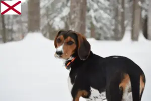 Read more about the article Treeing Walker Coonhound breeders and puppies in Alabama