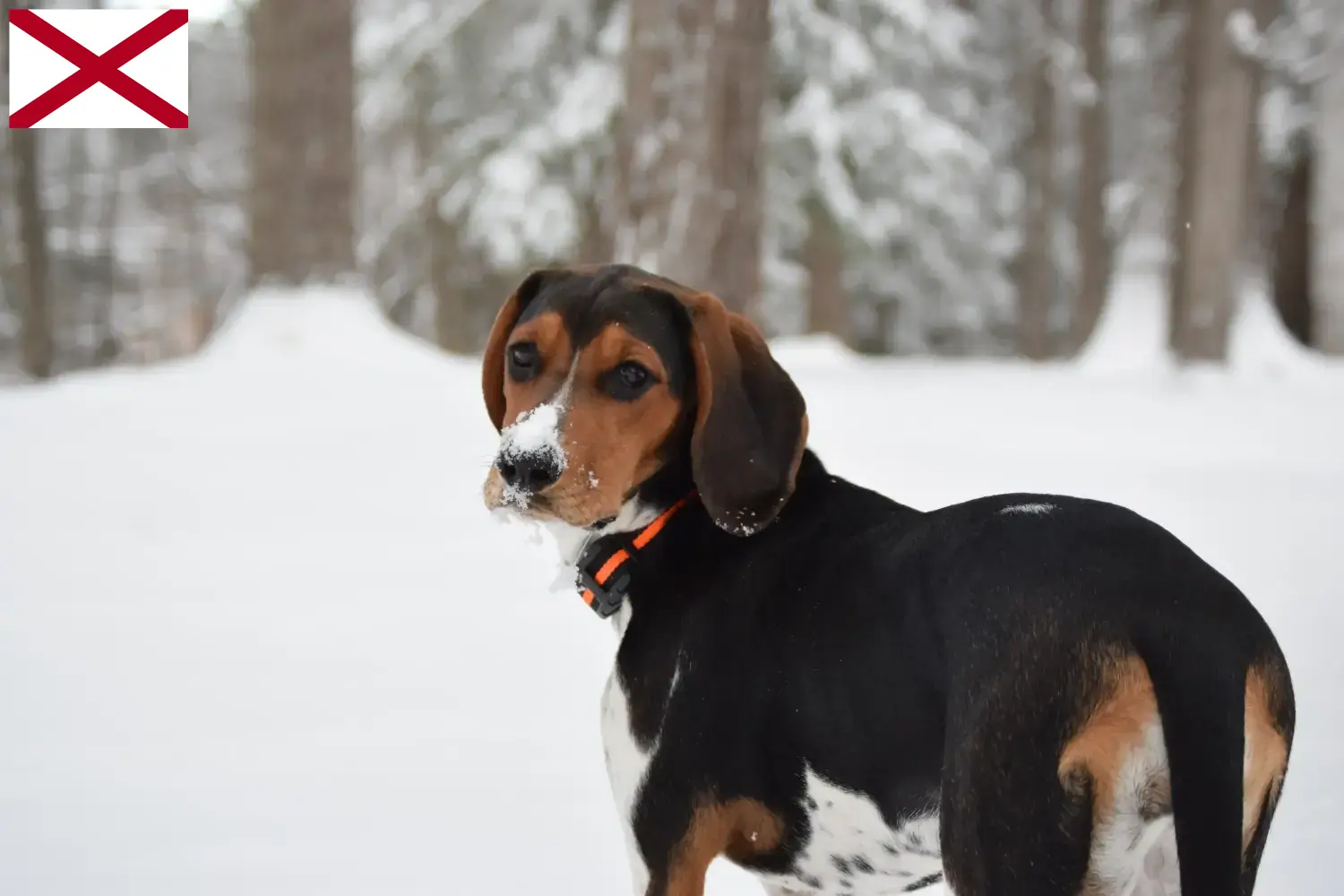 Treeing Walker Coonhound puppies and breeders Alabama Find Treeing Walker Coonhounds breeders in Alabama.