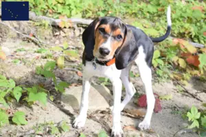 Read more about the article Treeing Walker Coonhound breeders and puppies in Alaska