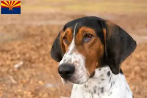 Read more about the article Treeing Walker Coonhound breeders and puppies in Arizona