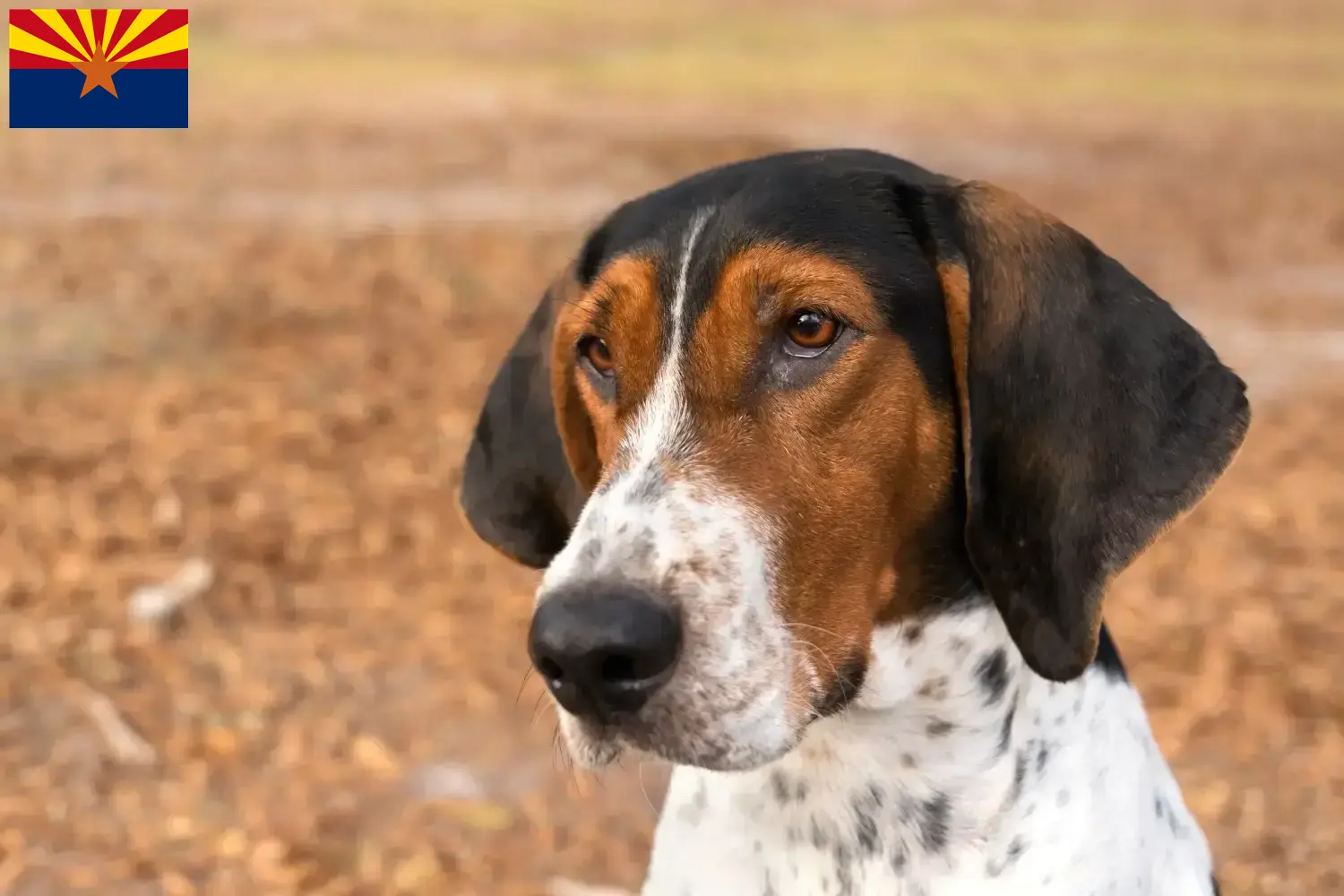 Treeing Walker Coonhound puppies and breeders Arizona Find Treeing Walker Coonhounds breeders in Arizona.