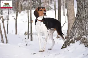 Read more about the article Treeing Walker Coonhound breeders and puppies in California